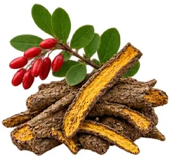 Barberry root extract — Cardio A ingredient