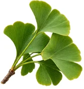 Ginkgo biloba leaf extract — Cardio A ingredient