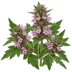 Motherwort flowering tops extract — Cardio A ingredient