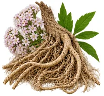 Valerian root extract — Cardio A ingredient